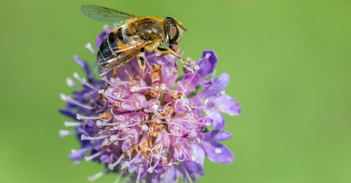 A Treasure Trove of Plant Images: 96.1M Rows of iNaturalist Research-Grade Data